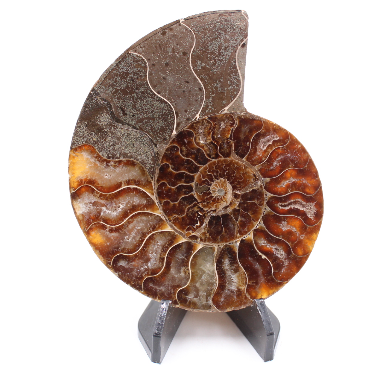 Polerad ammonitfossil