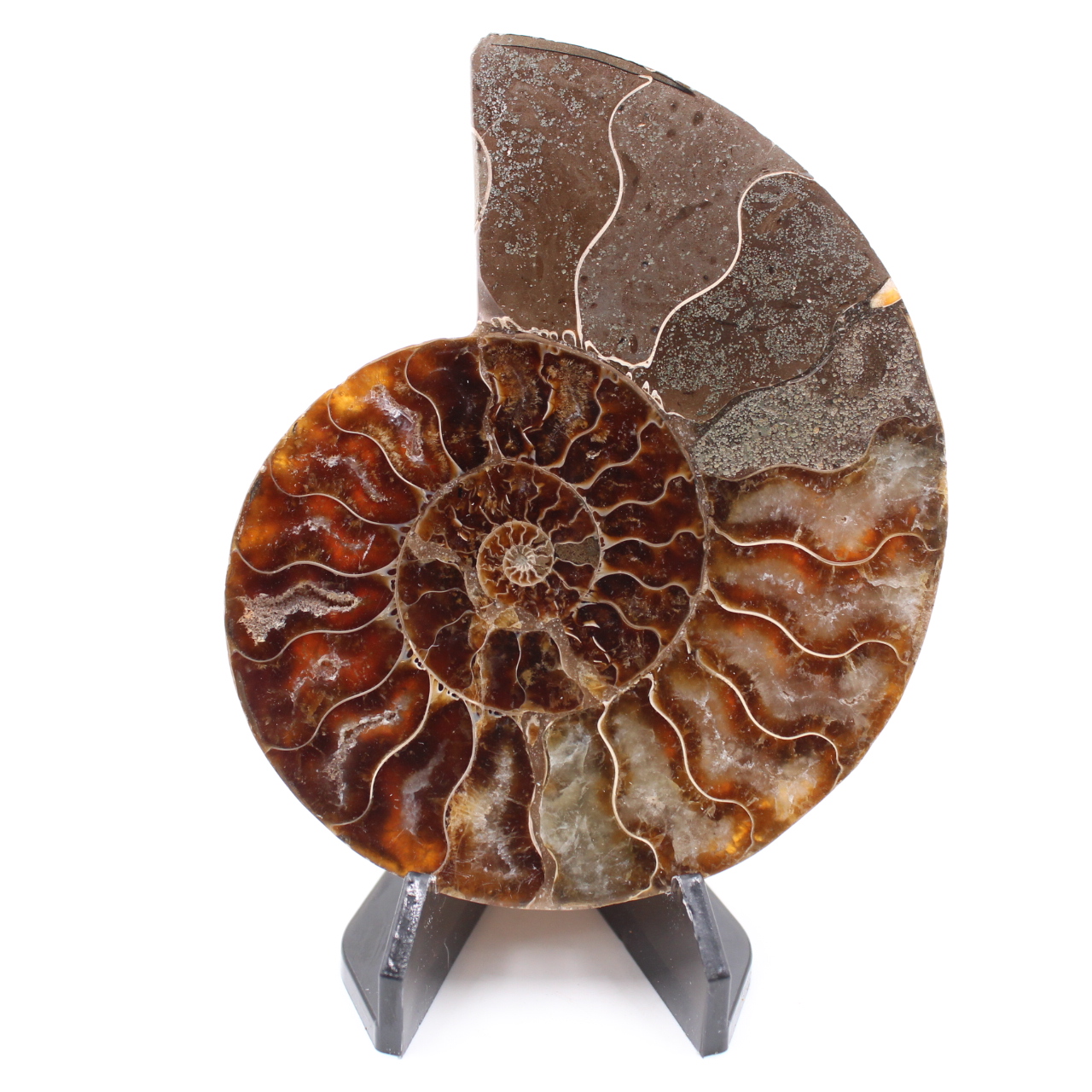 Polerad ammonitfossil
