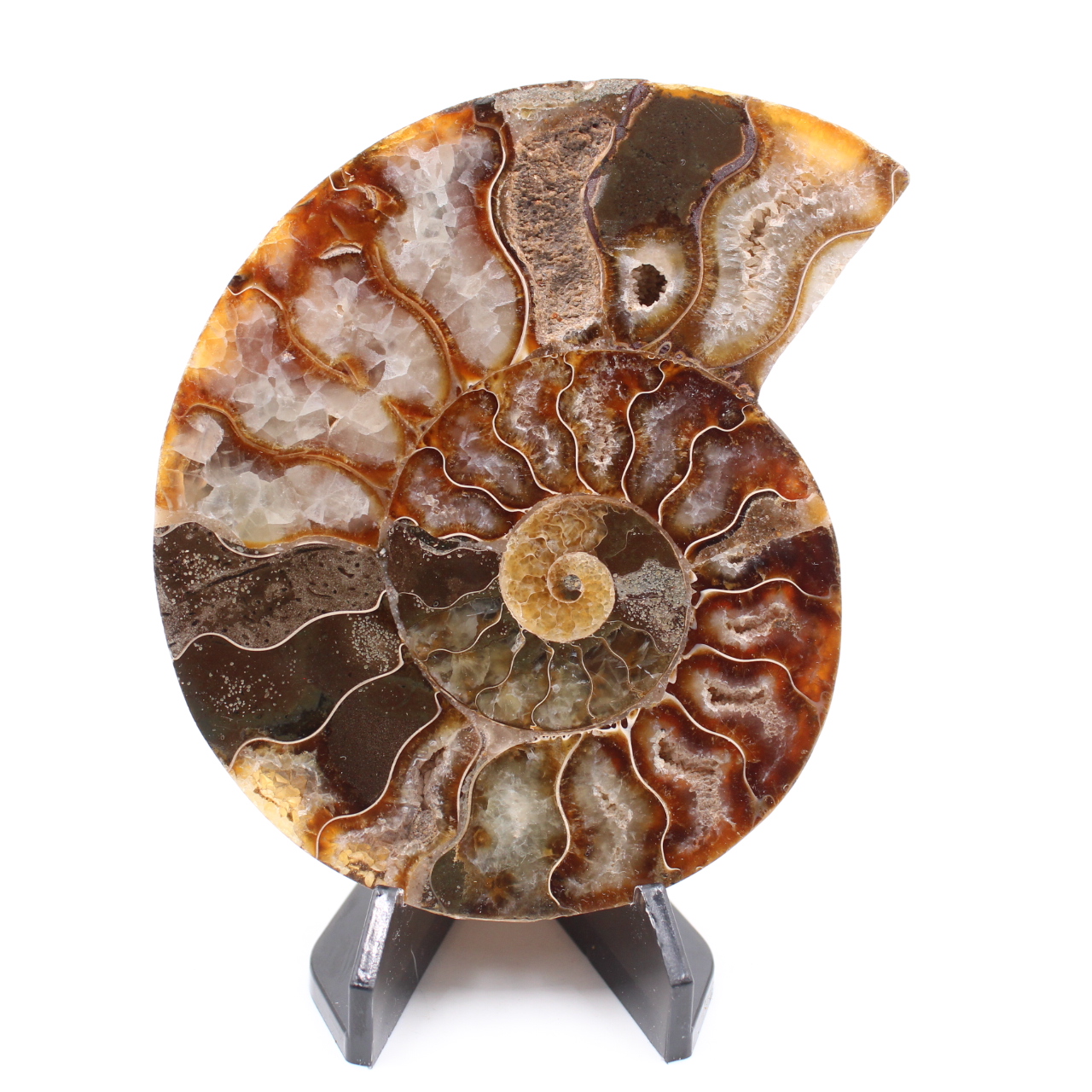 Polerad ammonitfossil