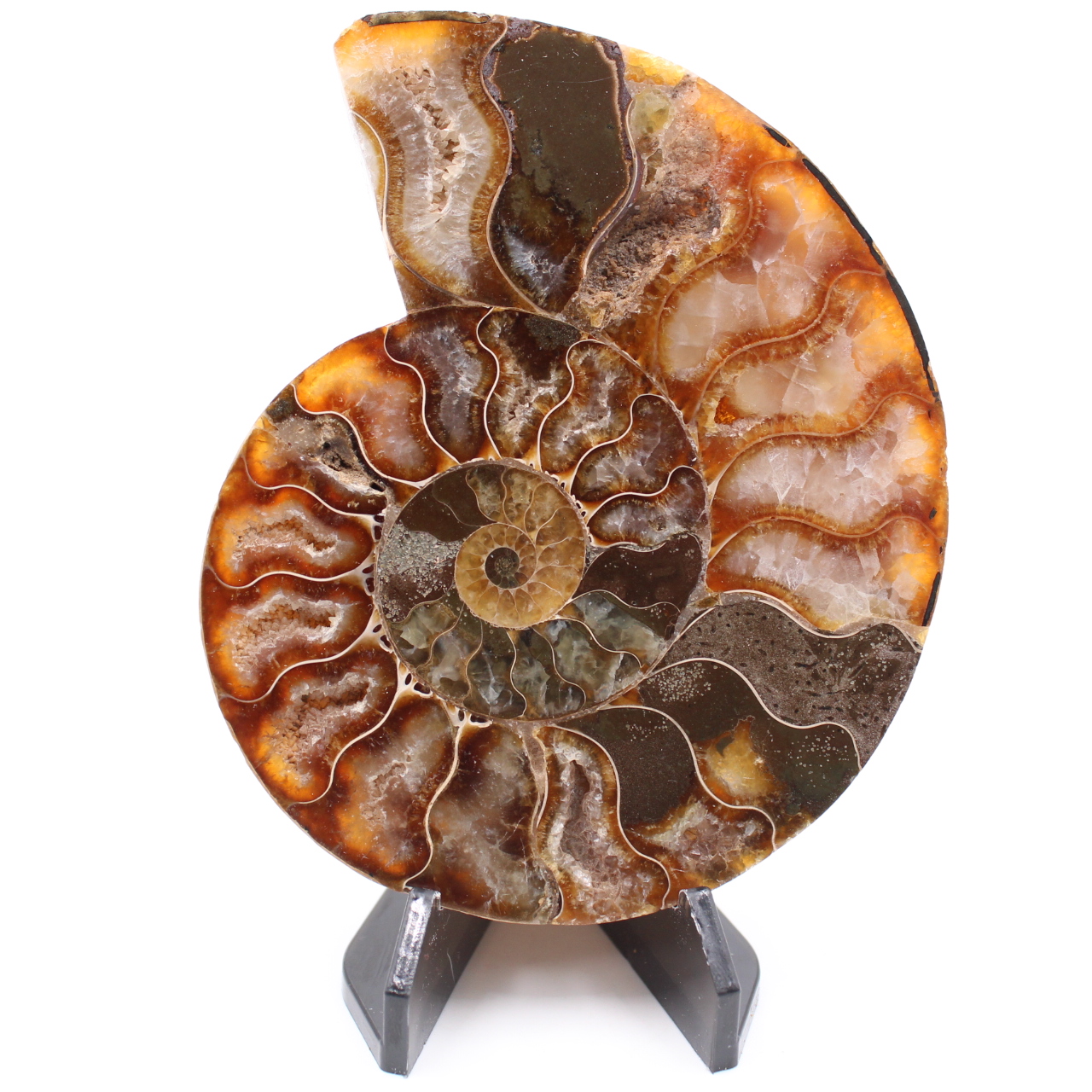 Polerad ammonitfossil