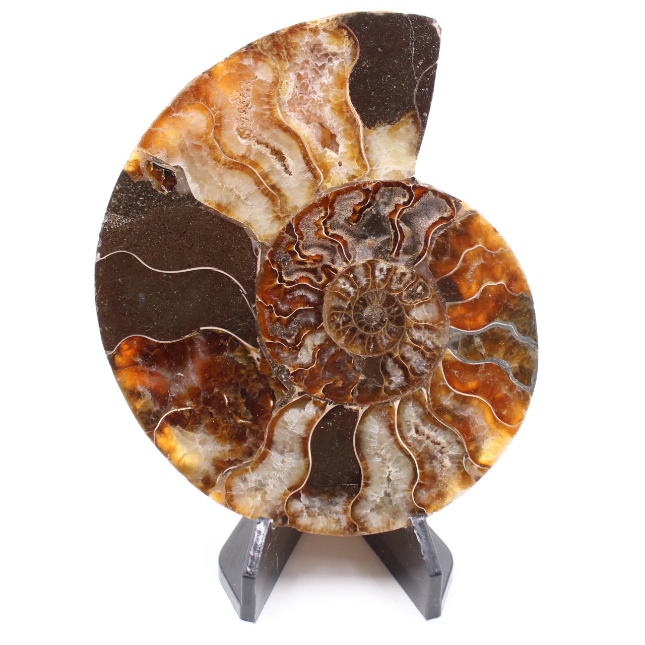 Polerad ammonitfossil