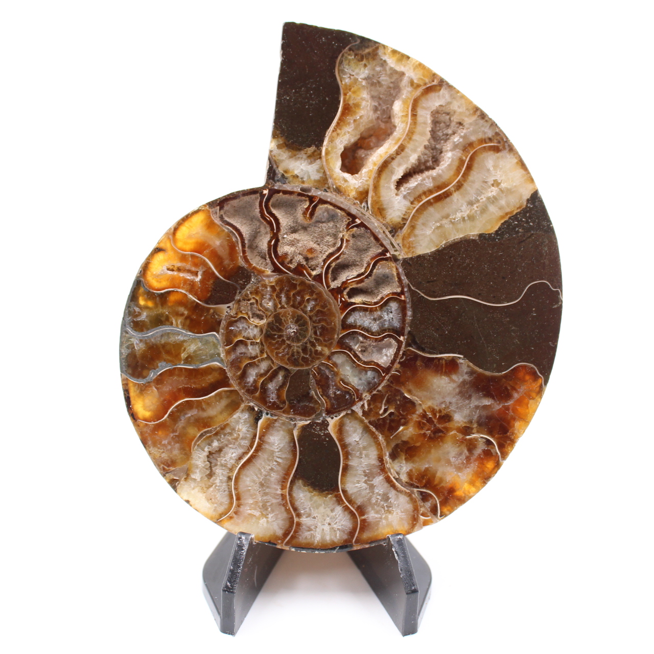 Polerad ammonitfossil