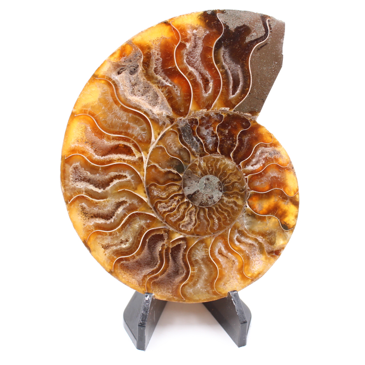 Polerad ammonitfossil