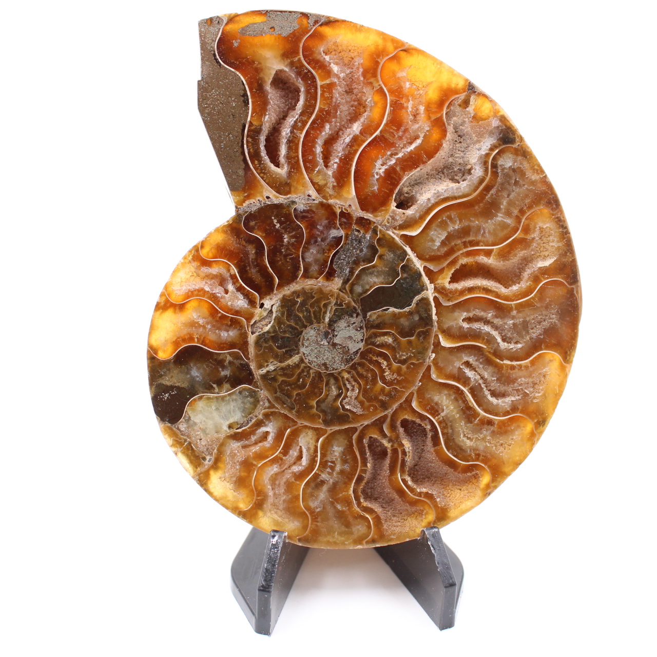 Polerad ammonitfossil