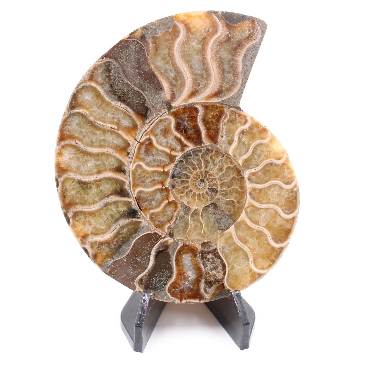 Polerad ammonitfossil