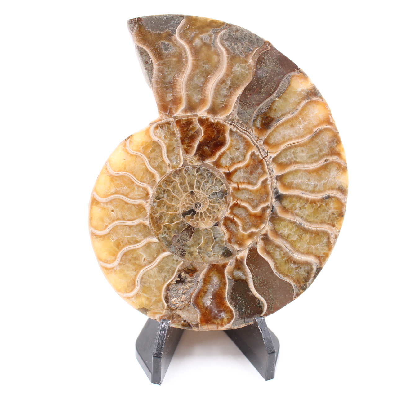 Polerad ammonitfossil