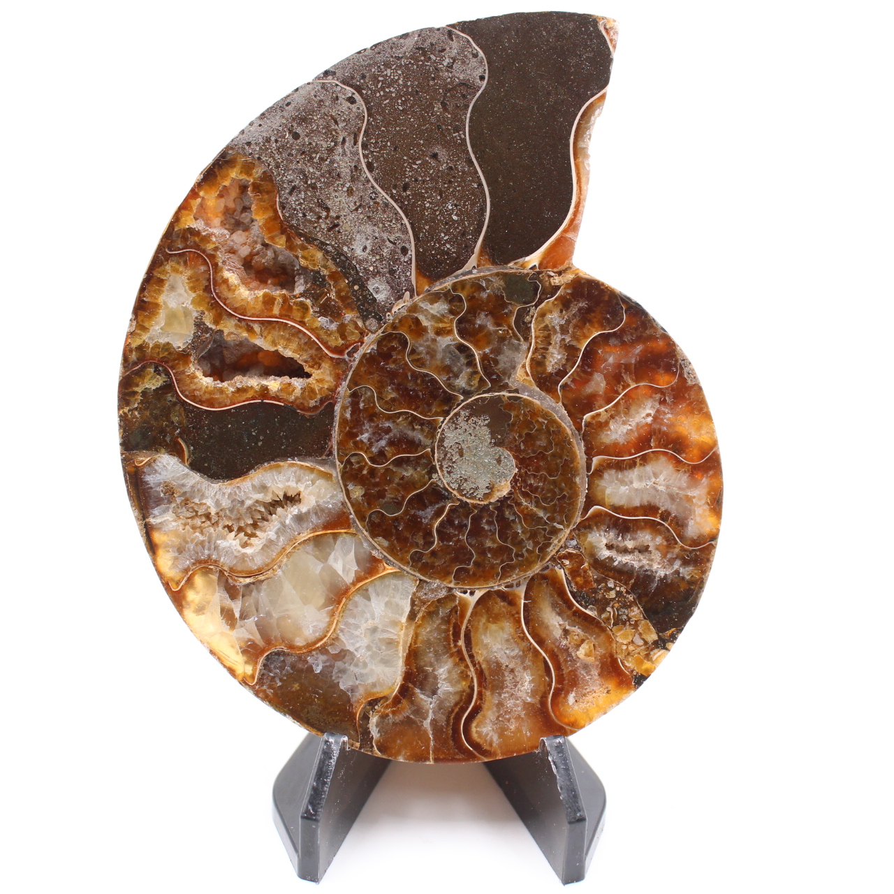 Polerad ammonitfossil