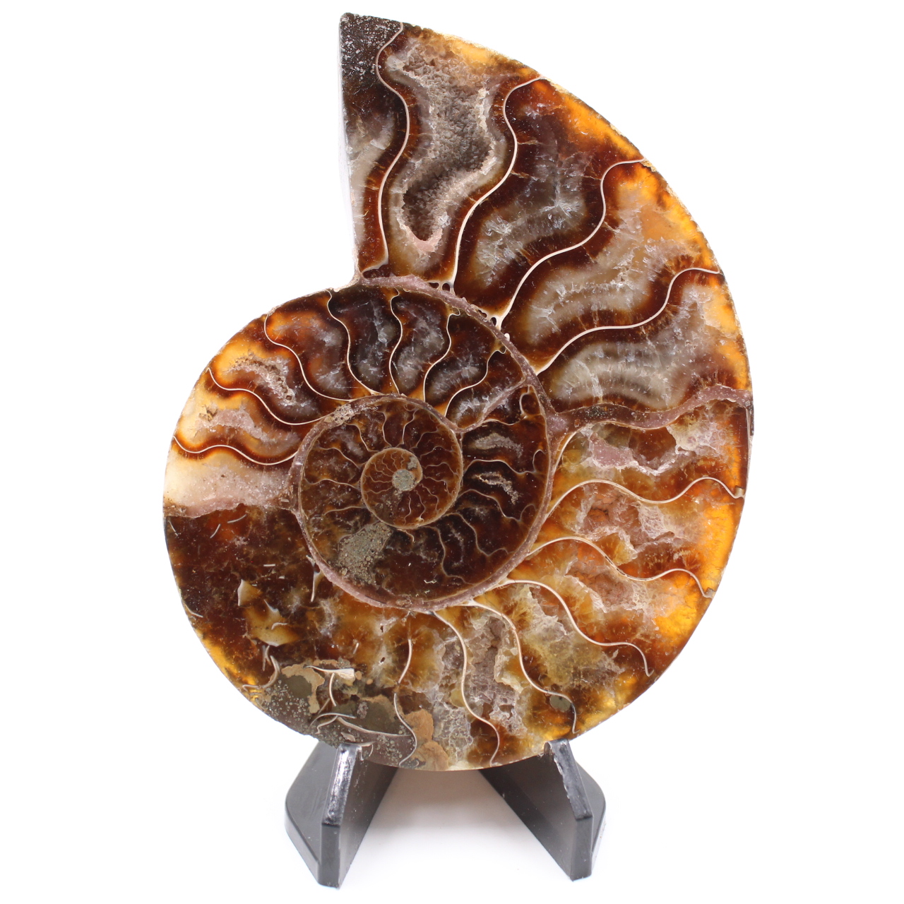 Polerad ammonitfossil