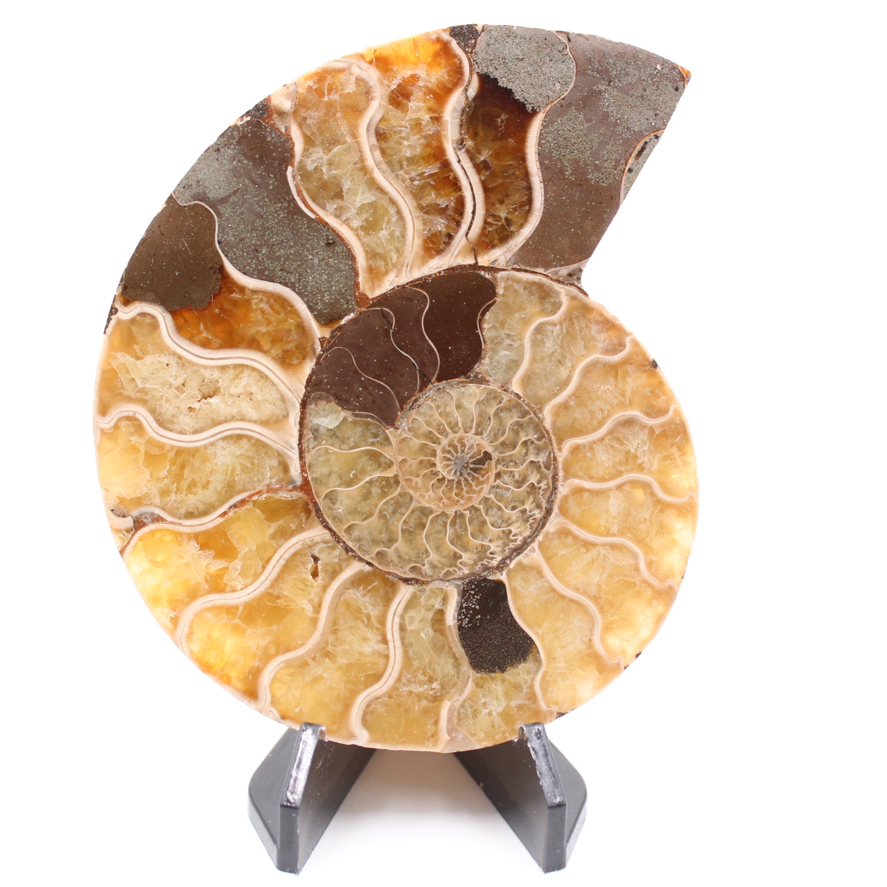 Polerad ammonitfossil