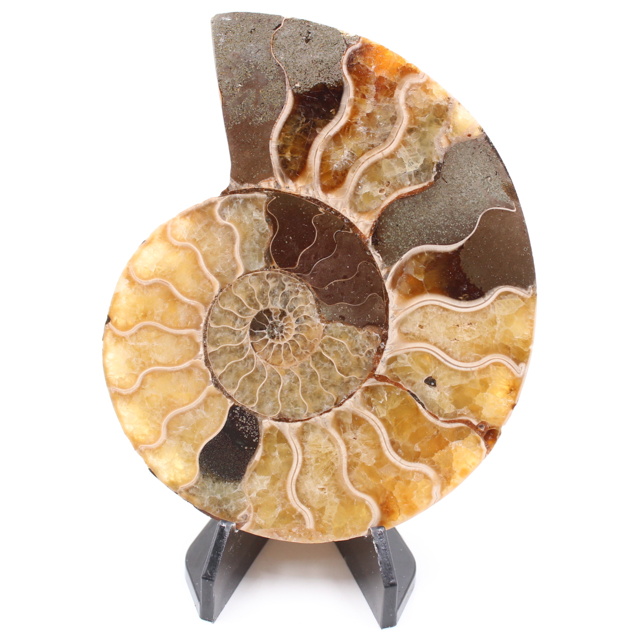 Polerad ammonitfossil