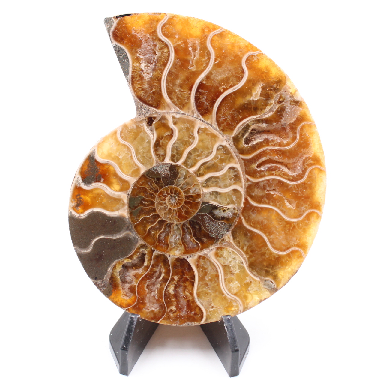 Polerad ammonitfossil