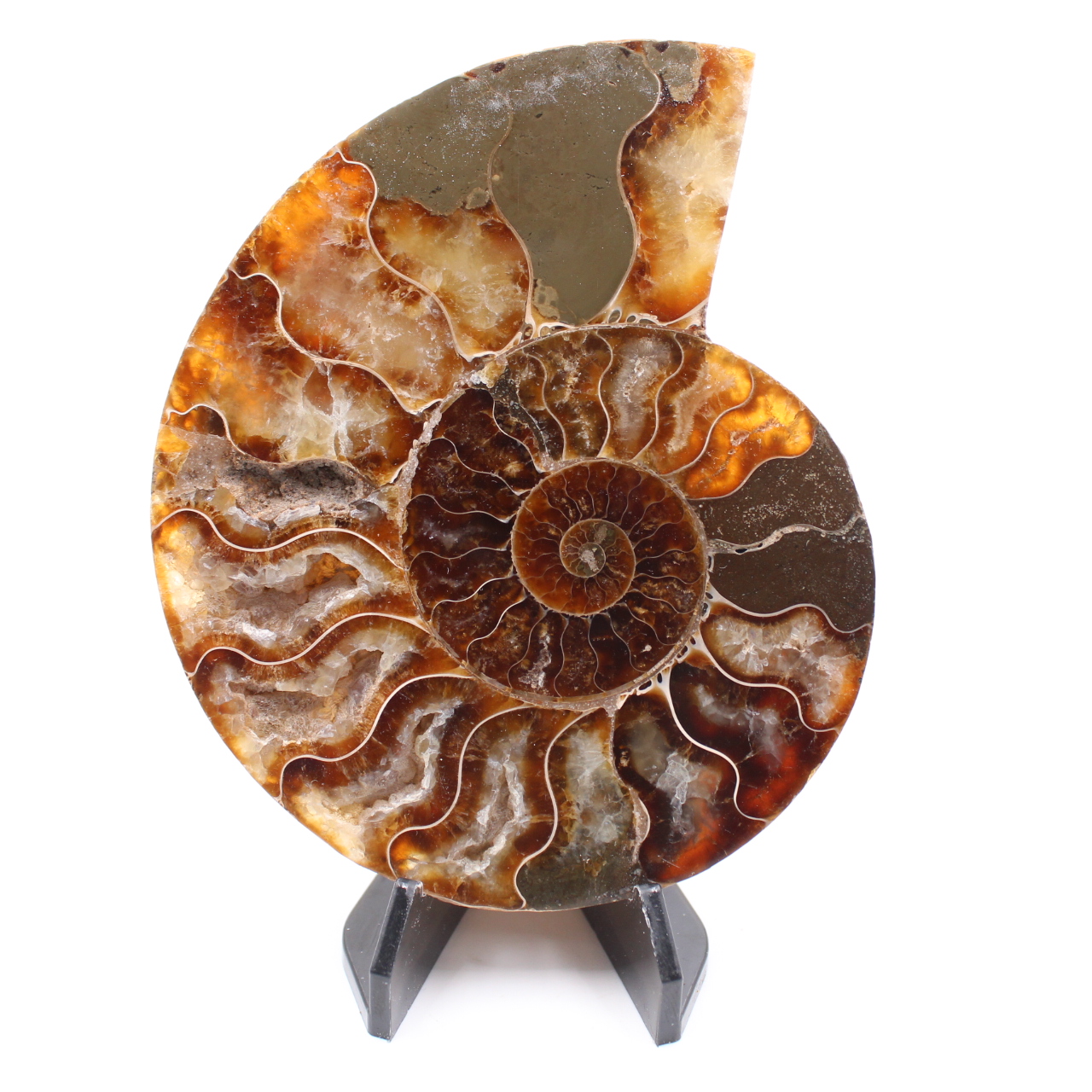 Polerad ammonitfossil