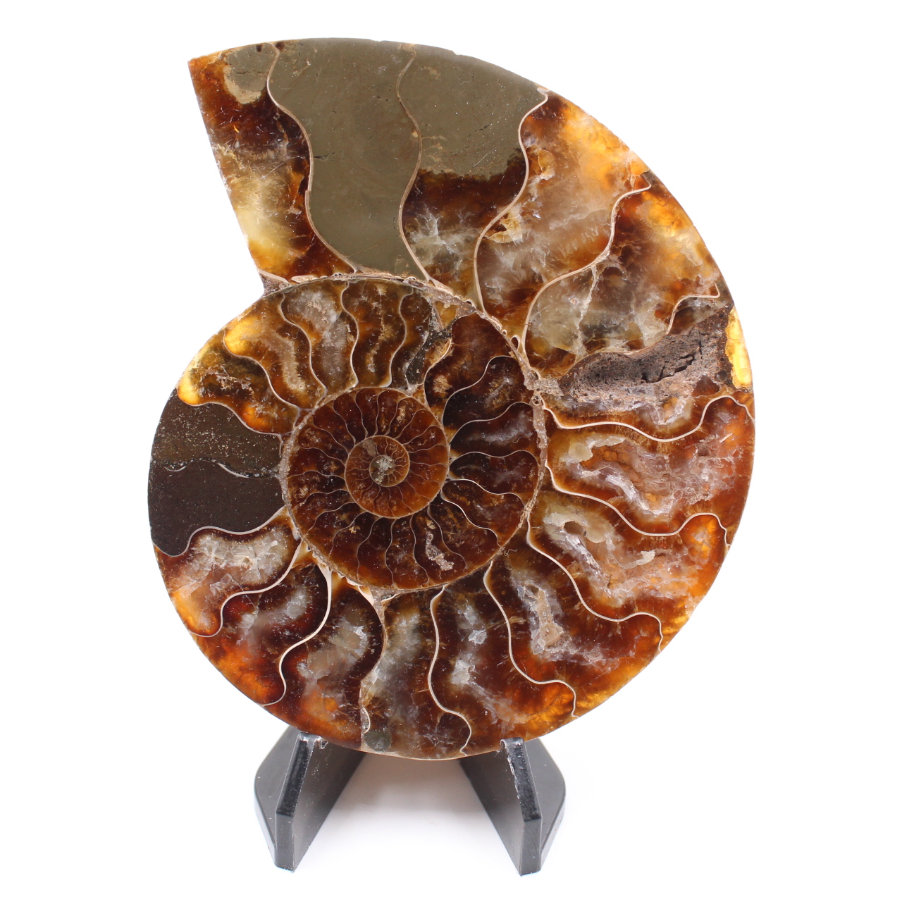 Polerad ammonitfossil