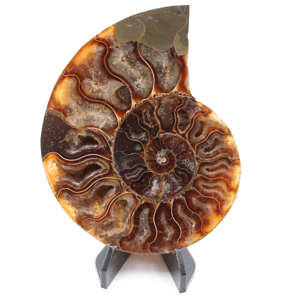 Polerad ammonitfossil