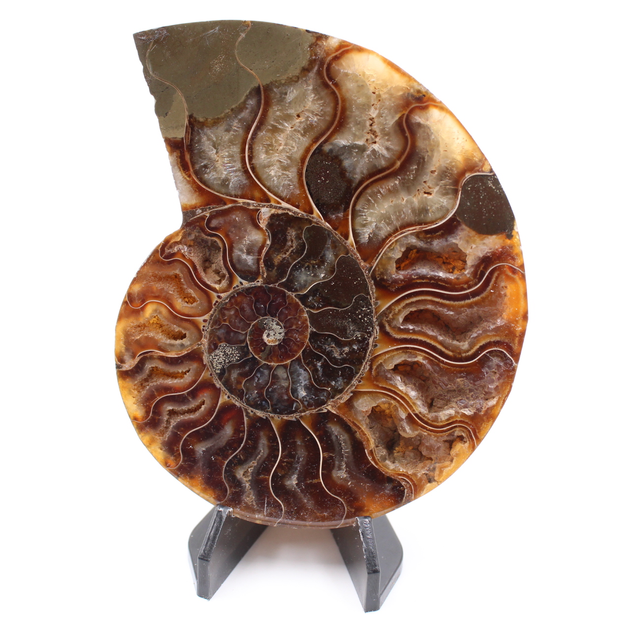 Polerad ammonitfossil