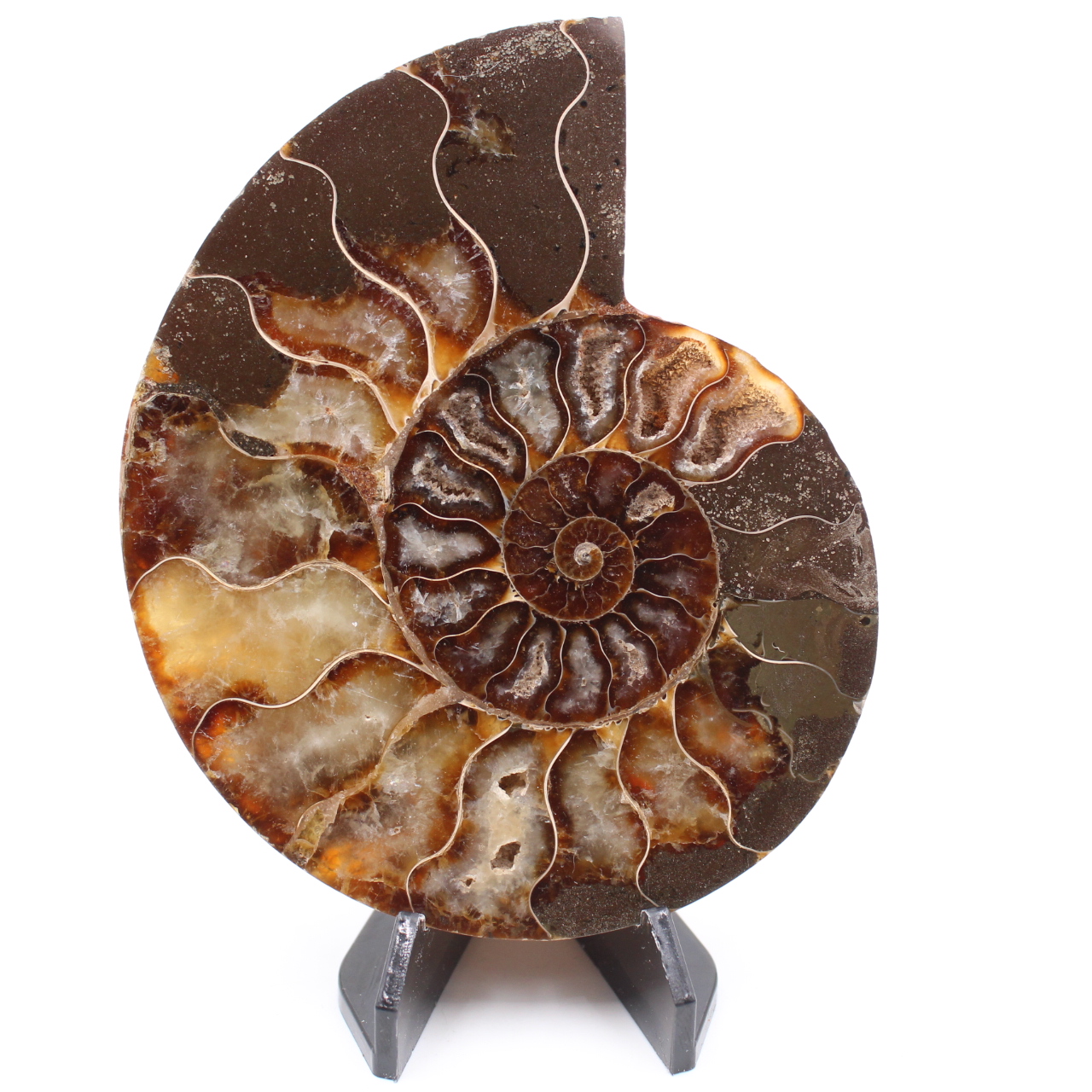 Polerad ammonitfossil