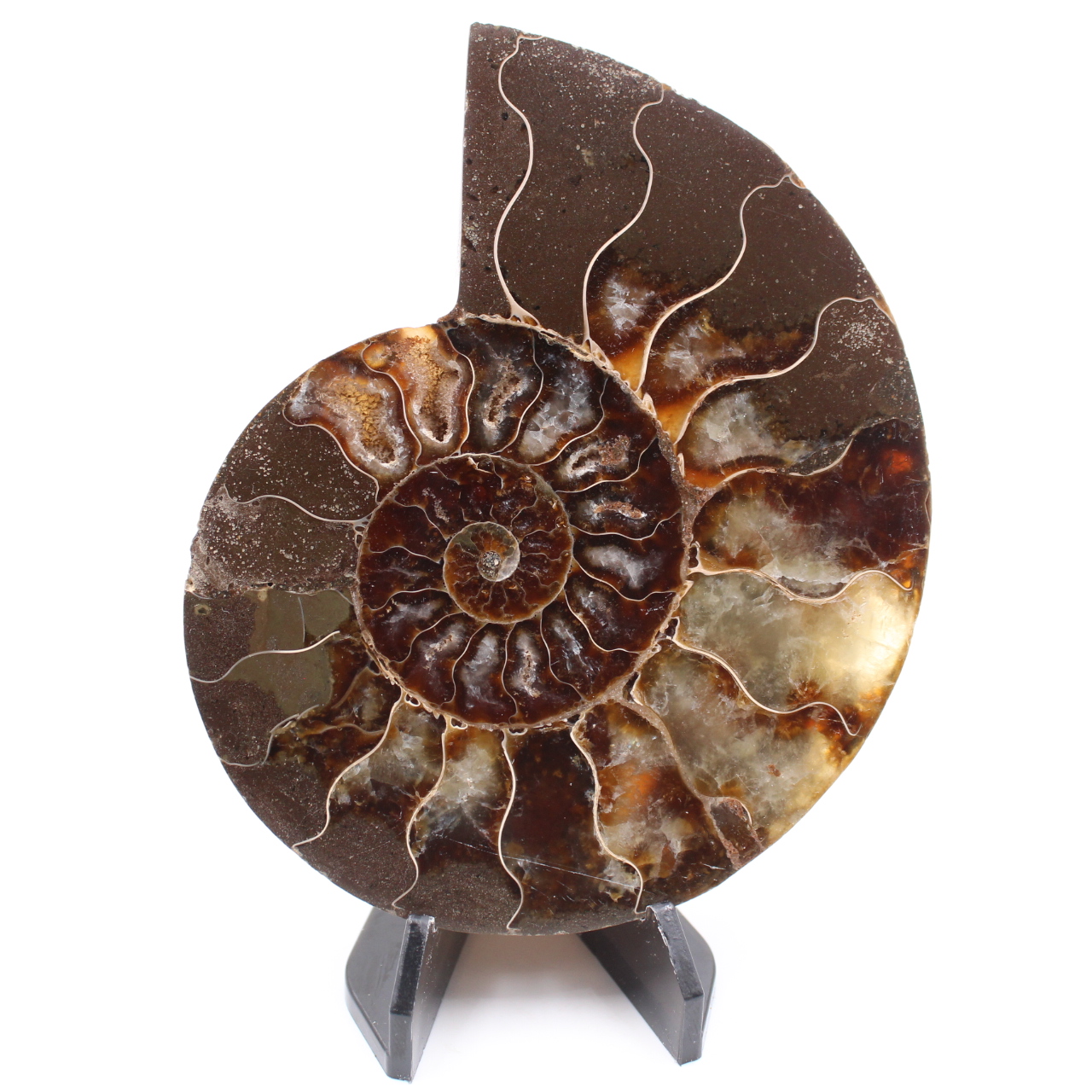 Polerad ammonitfossil