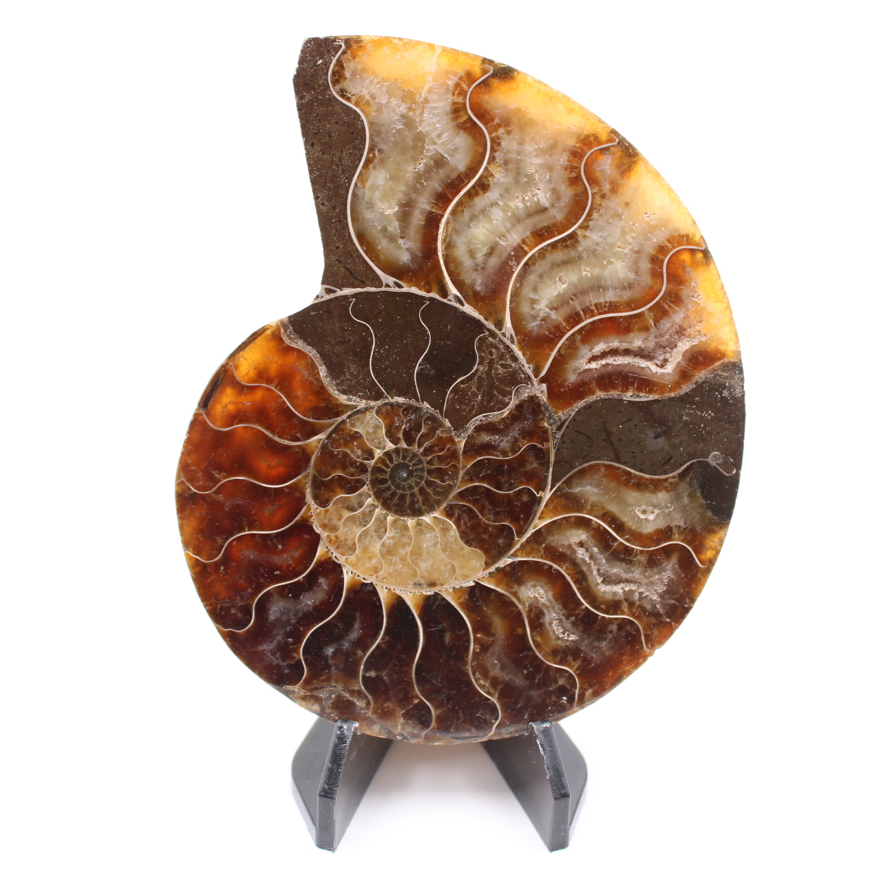 Polerad ammonitfossil