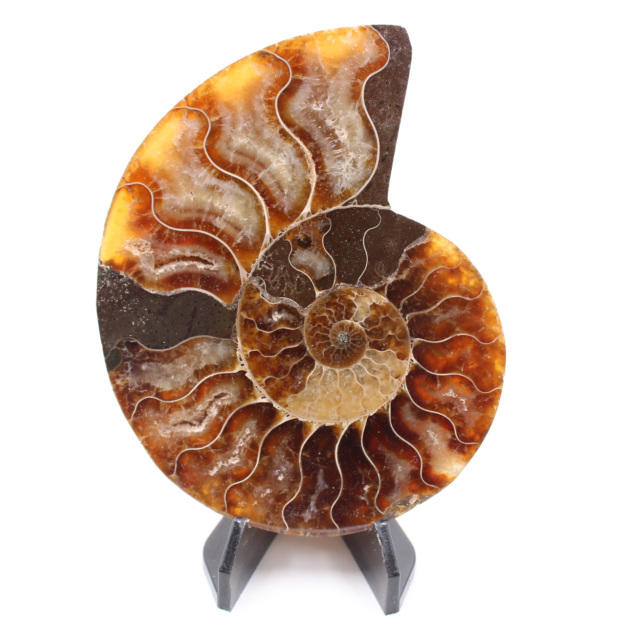 Polerad ammonitfossil