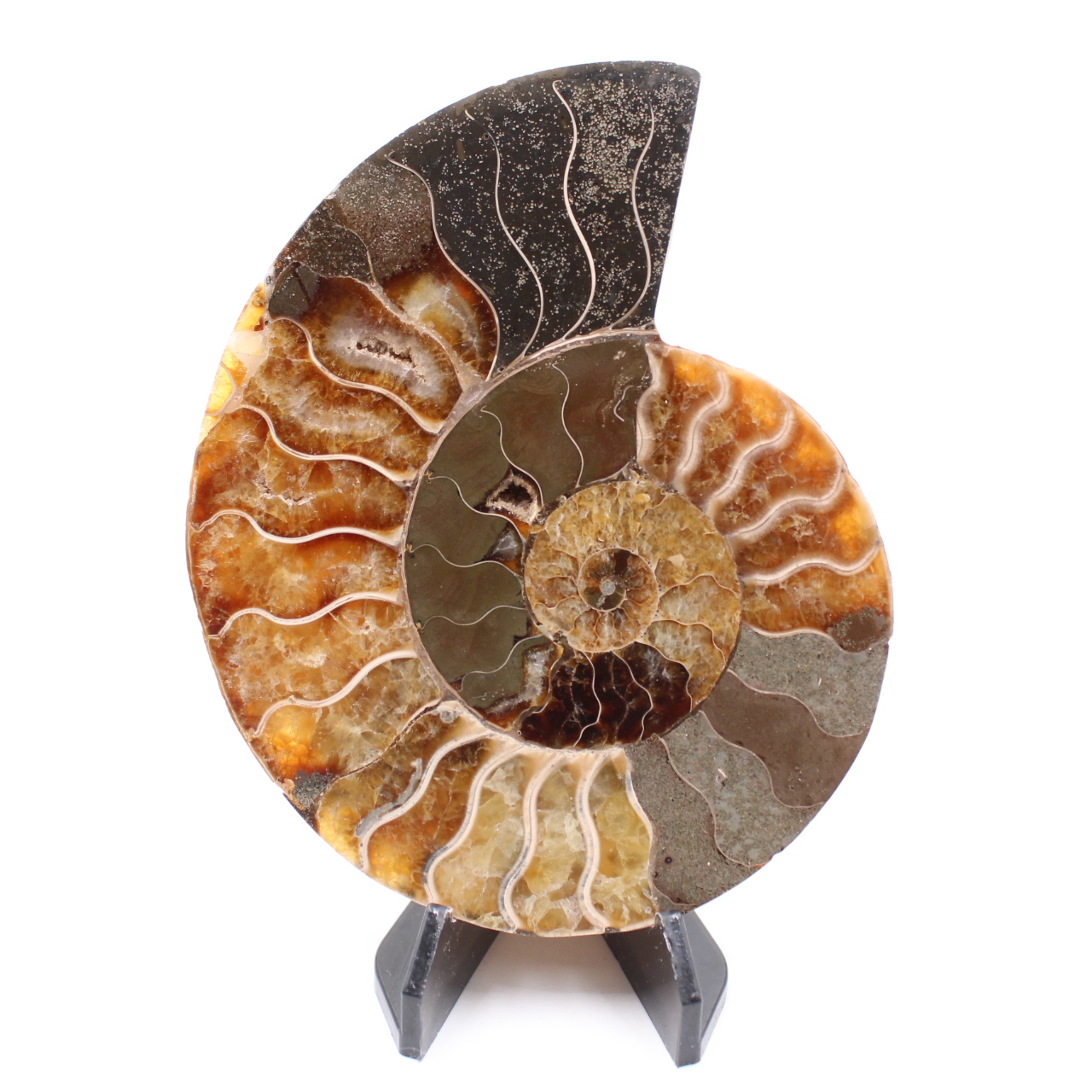 Polerad ammonitfossil
