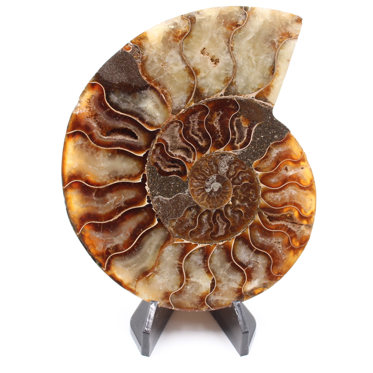 Polerad ammonitfossil