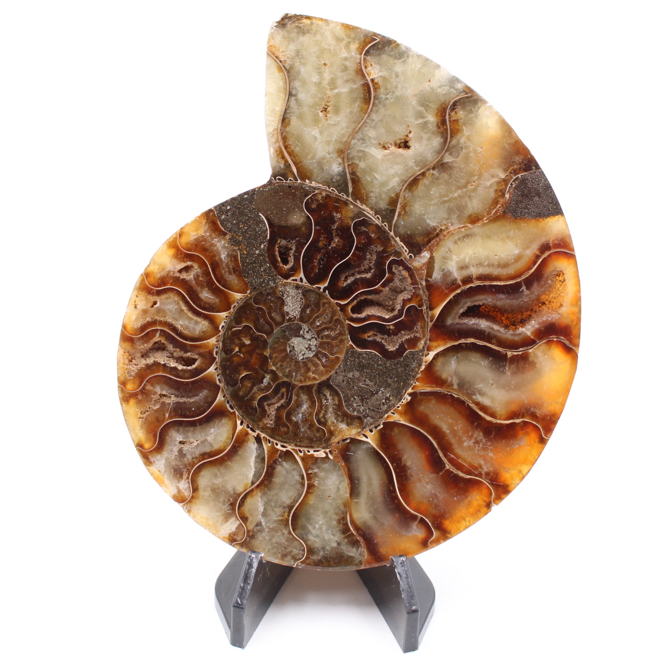 Polerad ammonitfossil