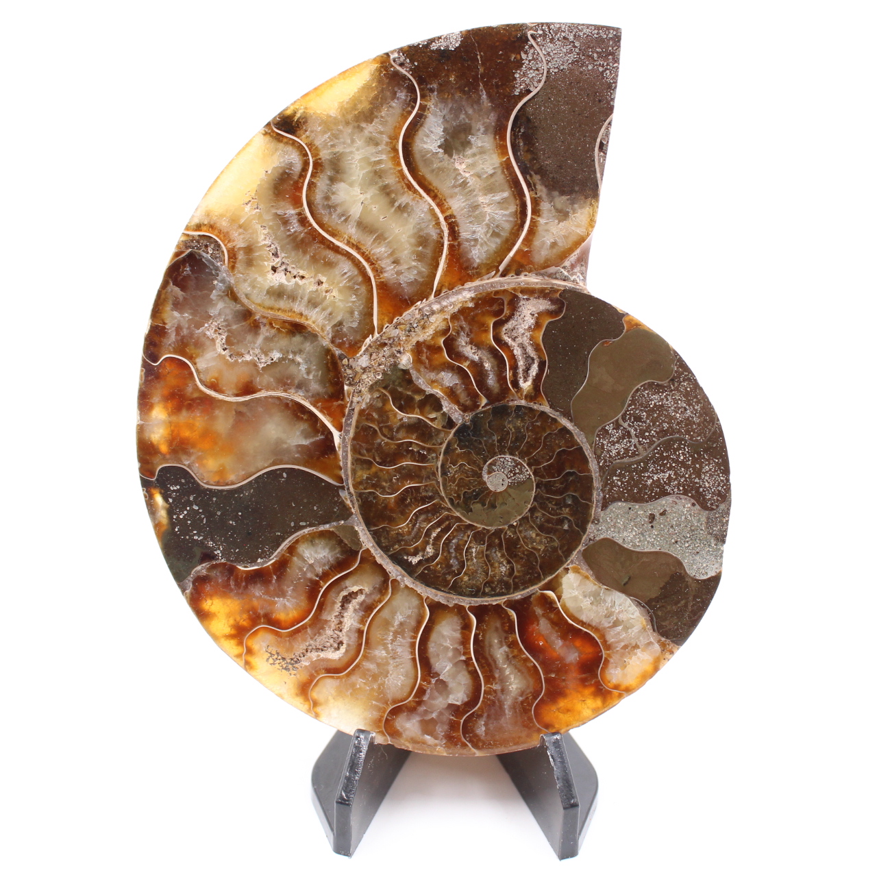 Polerad ammonitfossil