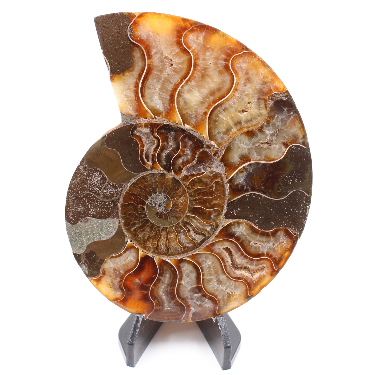 Polerad ammonitfossil