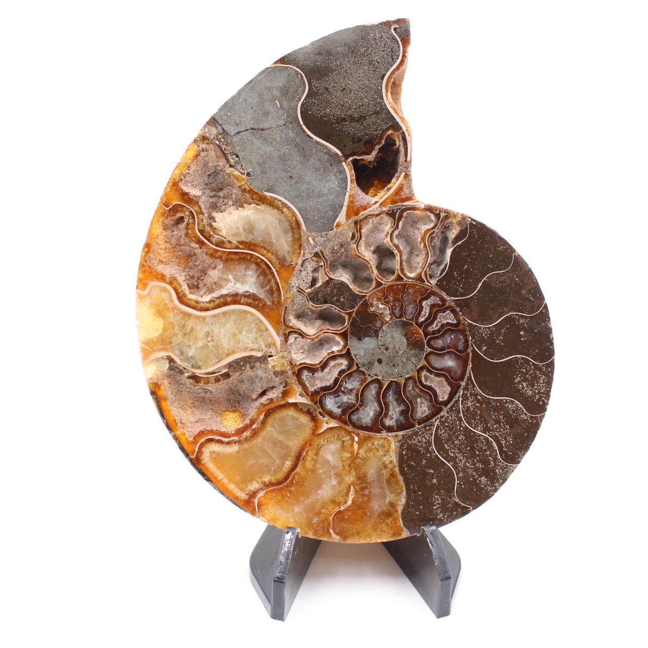 Polerad ammonitfossil