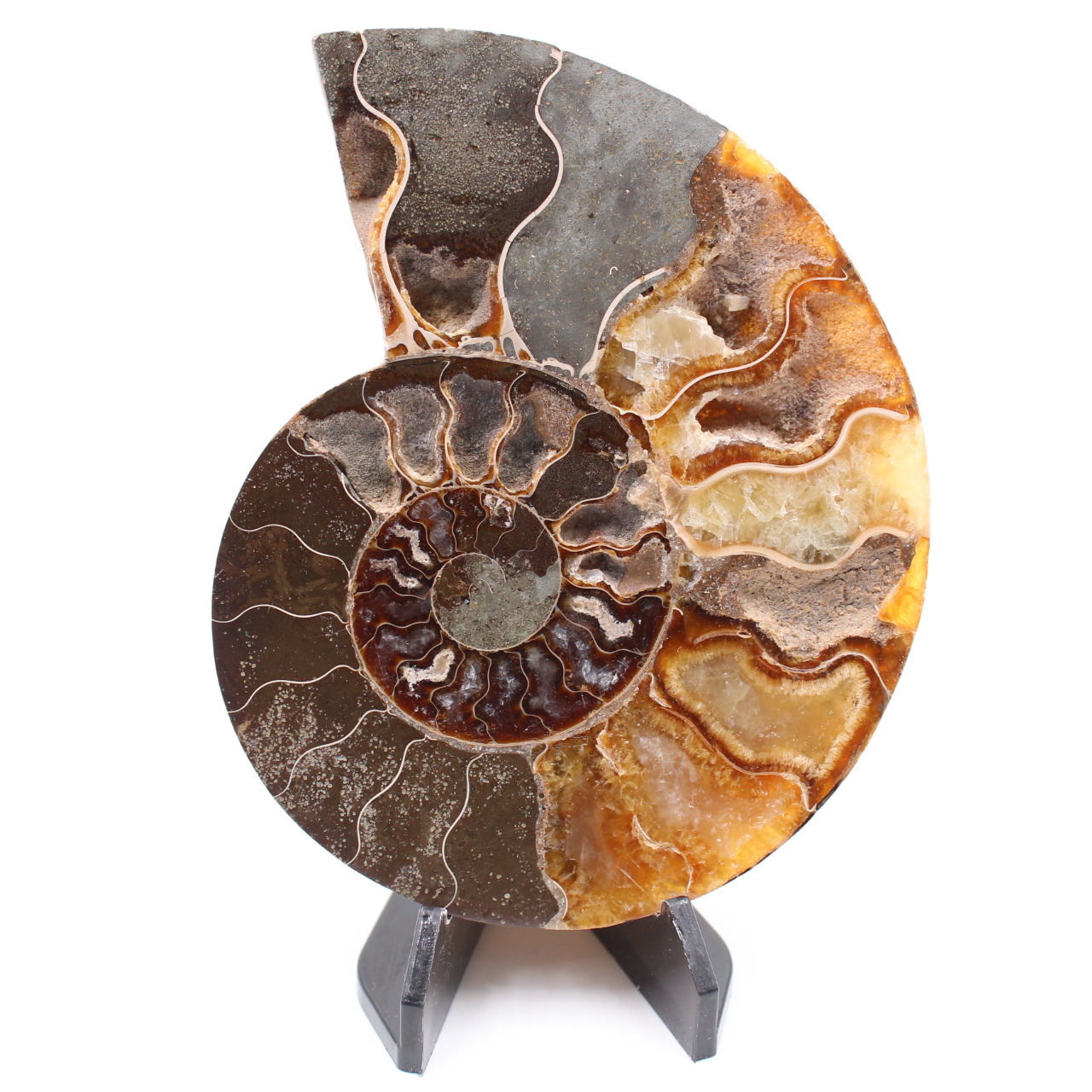 Polerad ammonitfossil