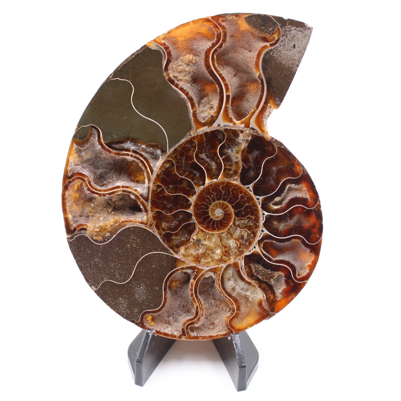 Polerad ammonitfossil