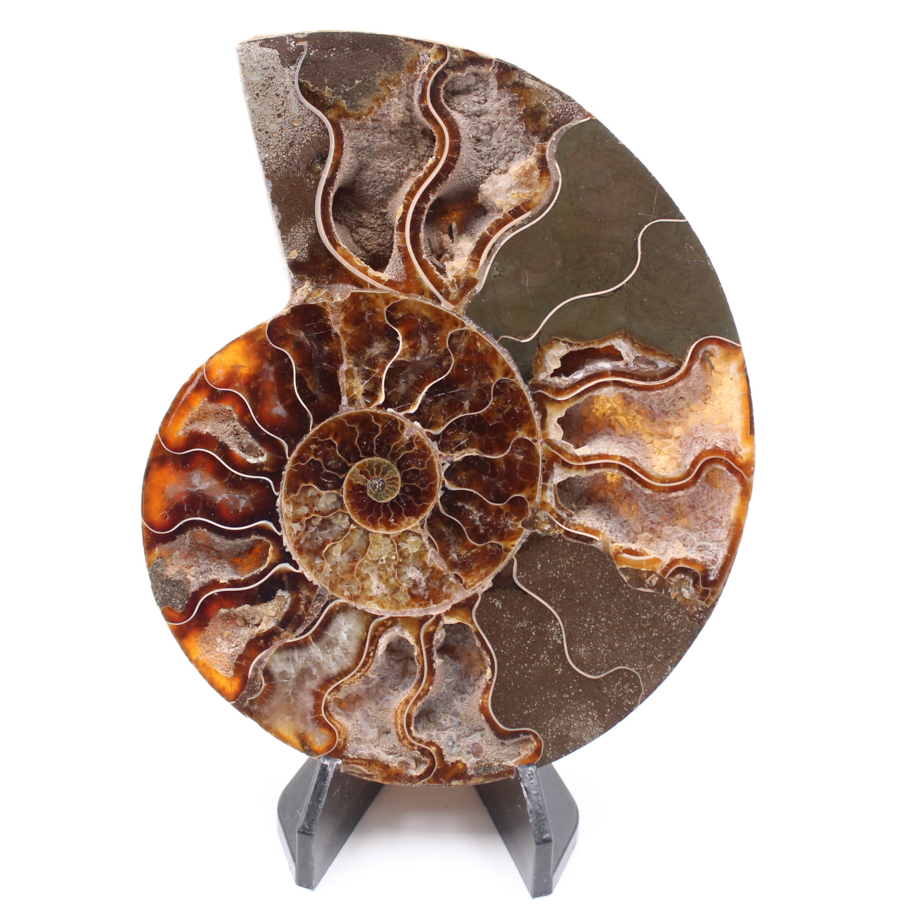 Polerad ammonitfossil