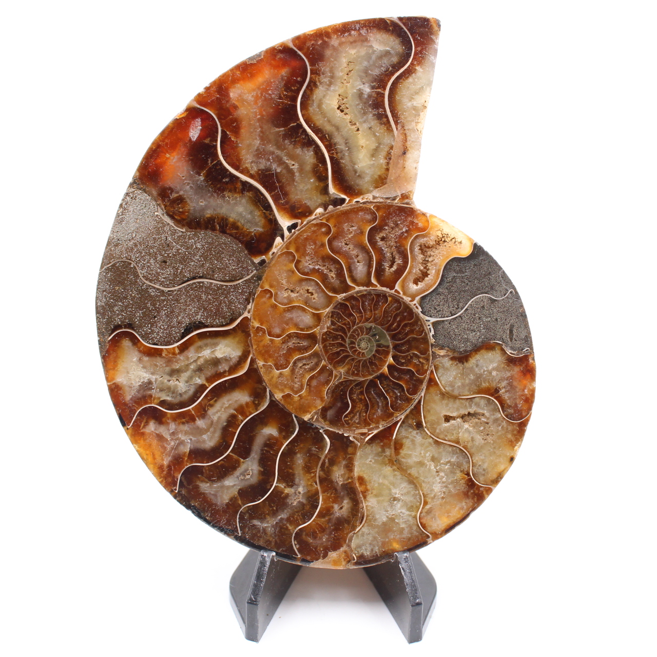 Polerad ammonitfossil