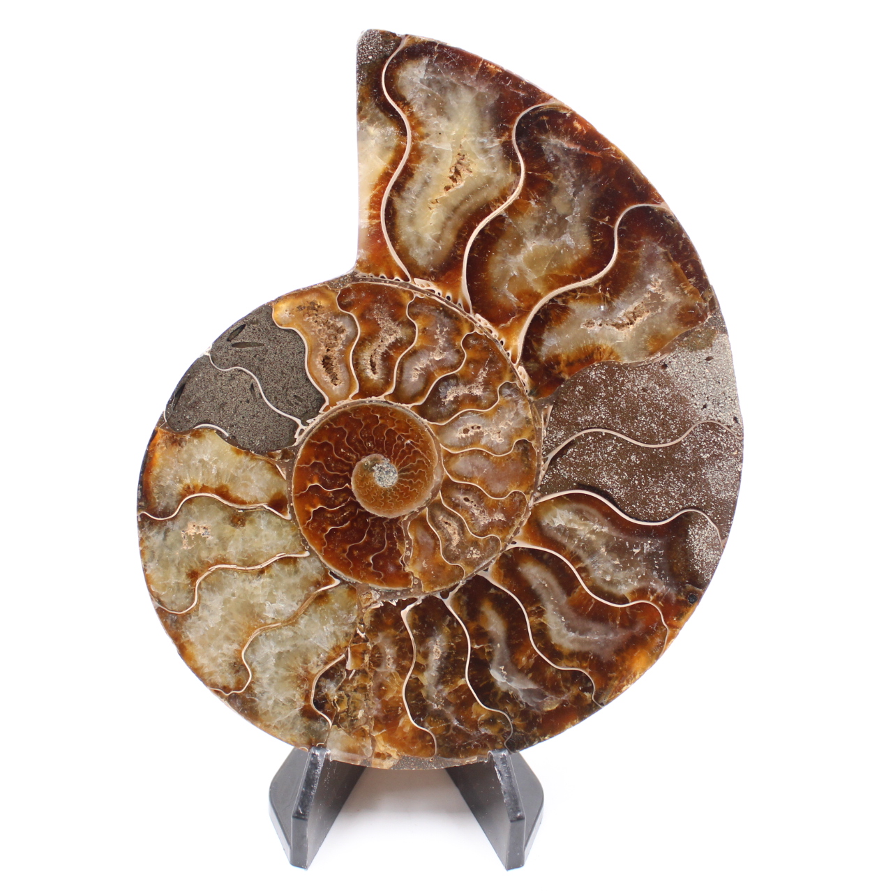 Polerad ammonitfossil