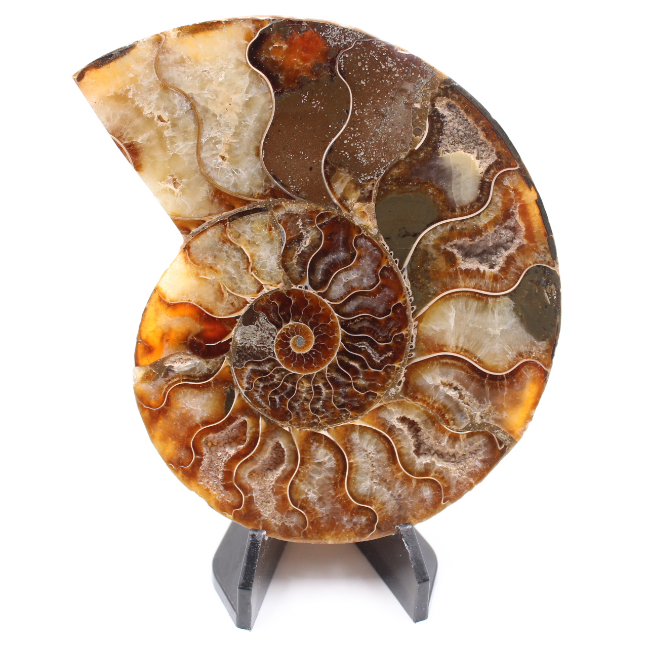 Polerad ammonitfossil