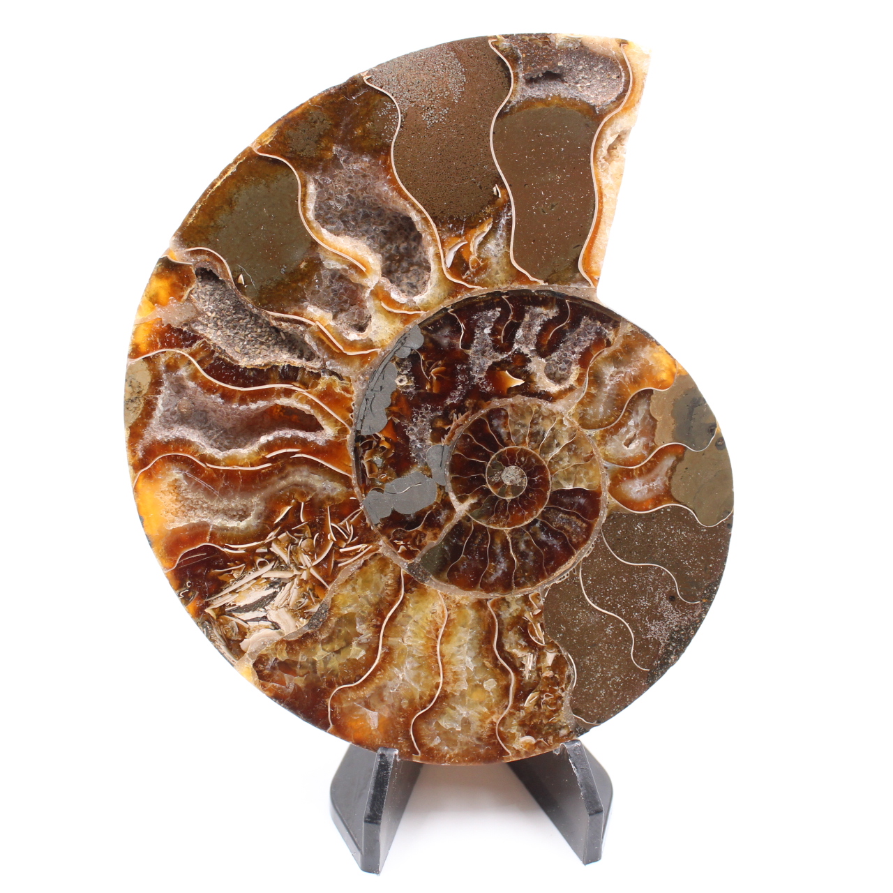 Polerad ammonitfossil