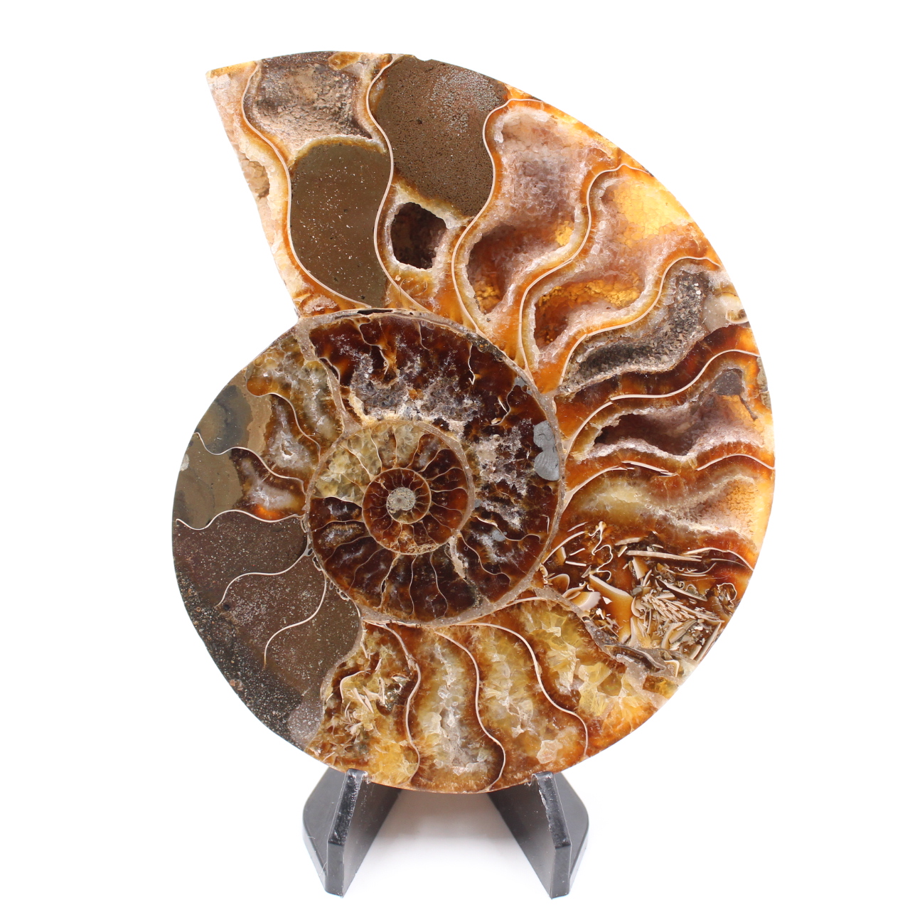 Polerad ammonitfossil
