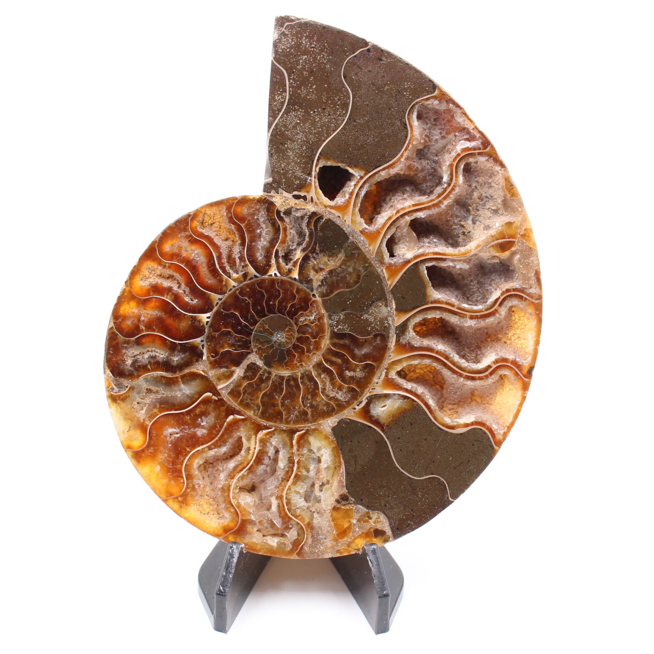 Polerad ammonitfossil