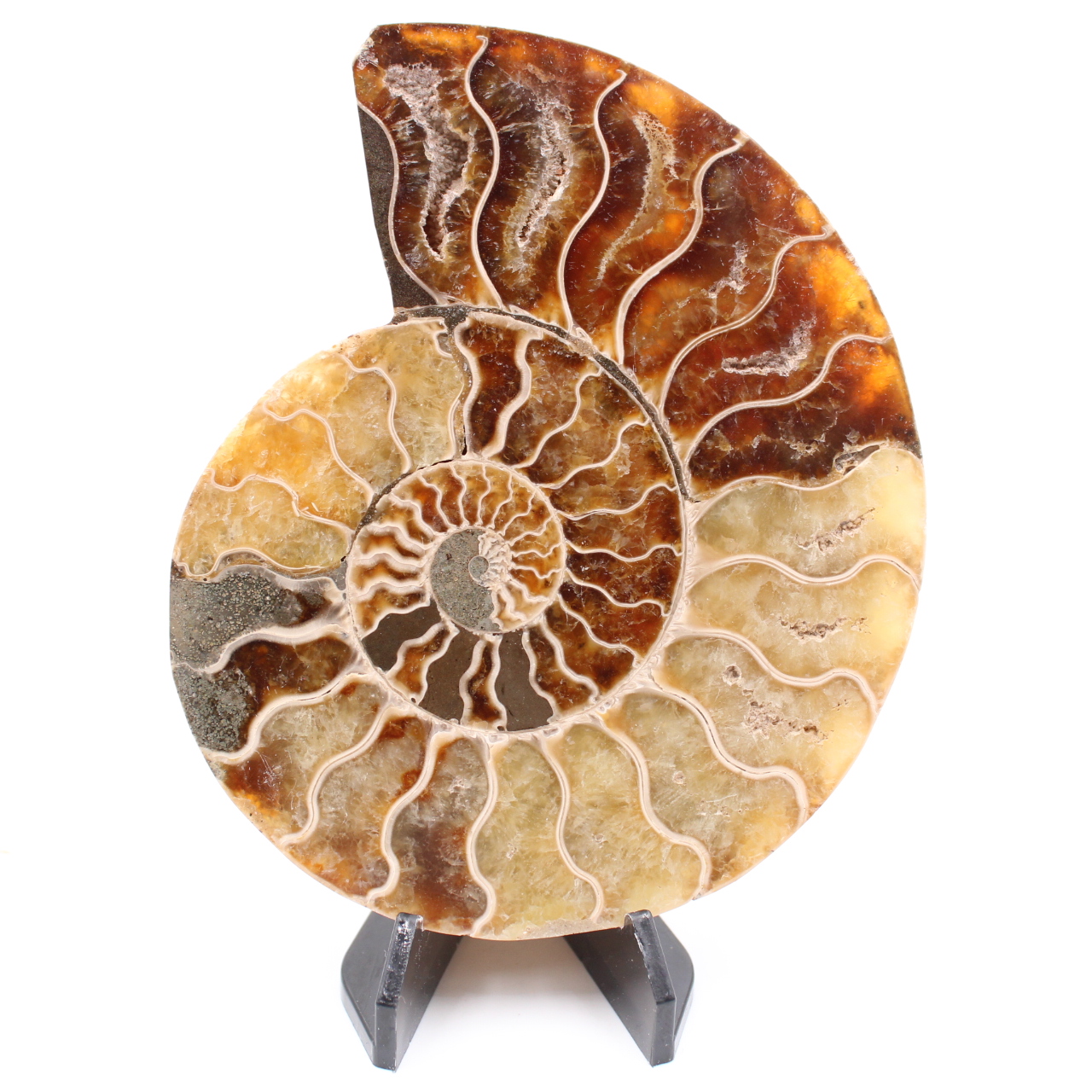 Polerad ammonitfossil