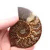Polerat och sågat ammonitfossil - 0