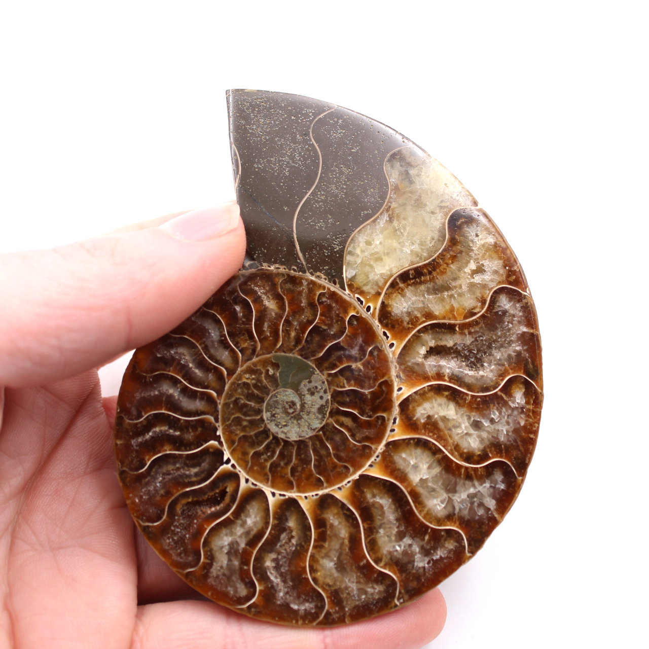 Polerat och sågat ammonitfossil