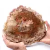 Förstenad fossil träskiva - 0