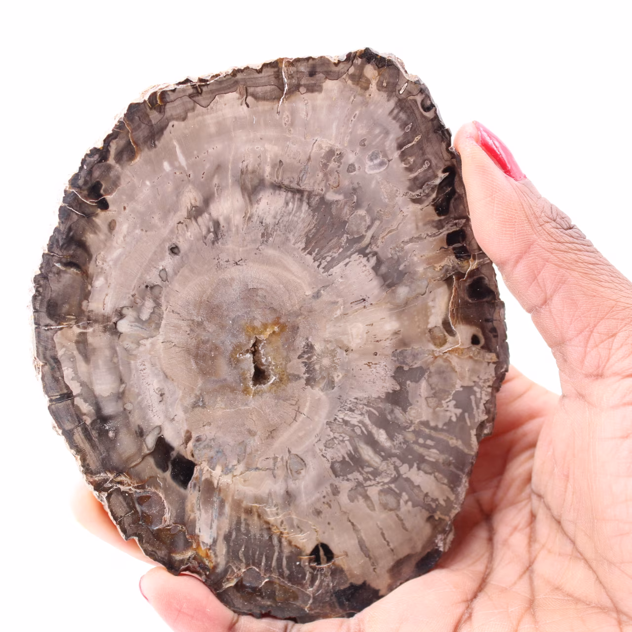 Förstenad fossil träskiva