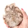 Förstenad fossil träskiva - 0