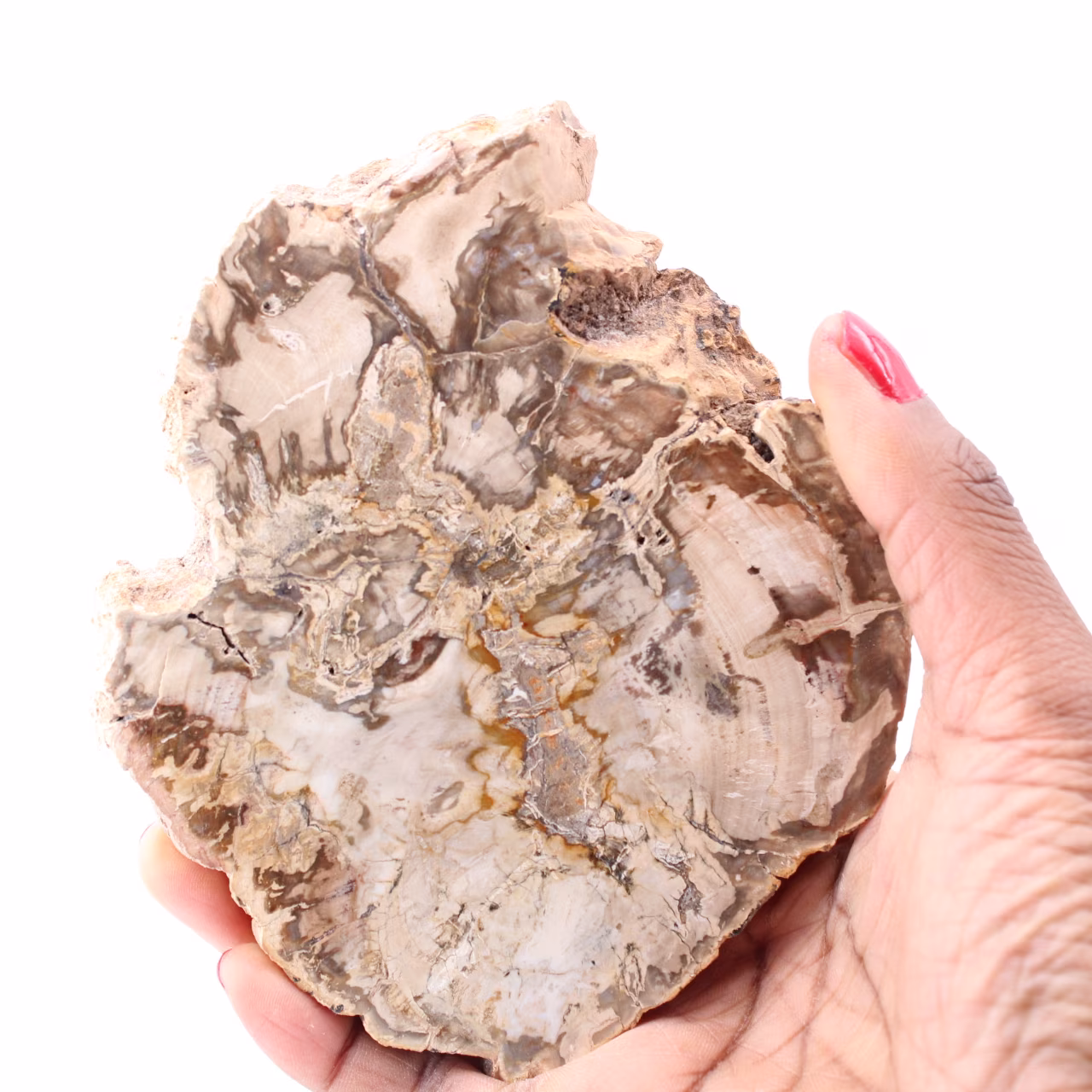 Förstenad fossil träskiva