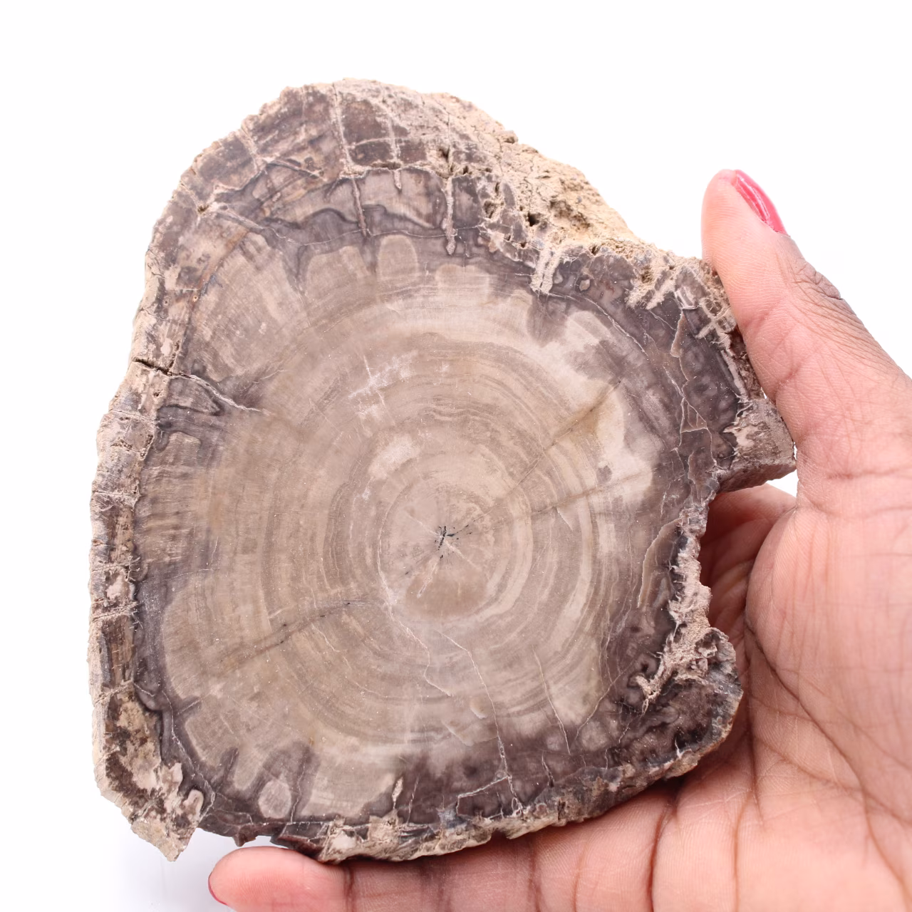 Förstenad fossil träskiva