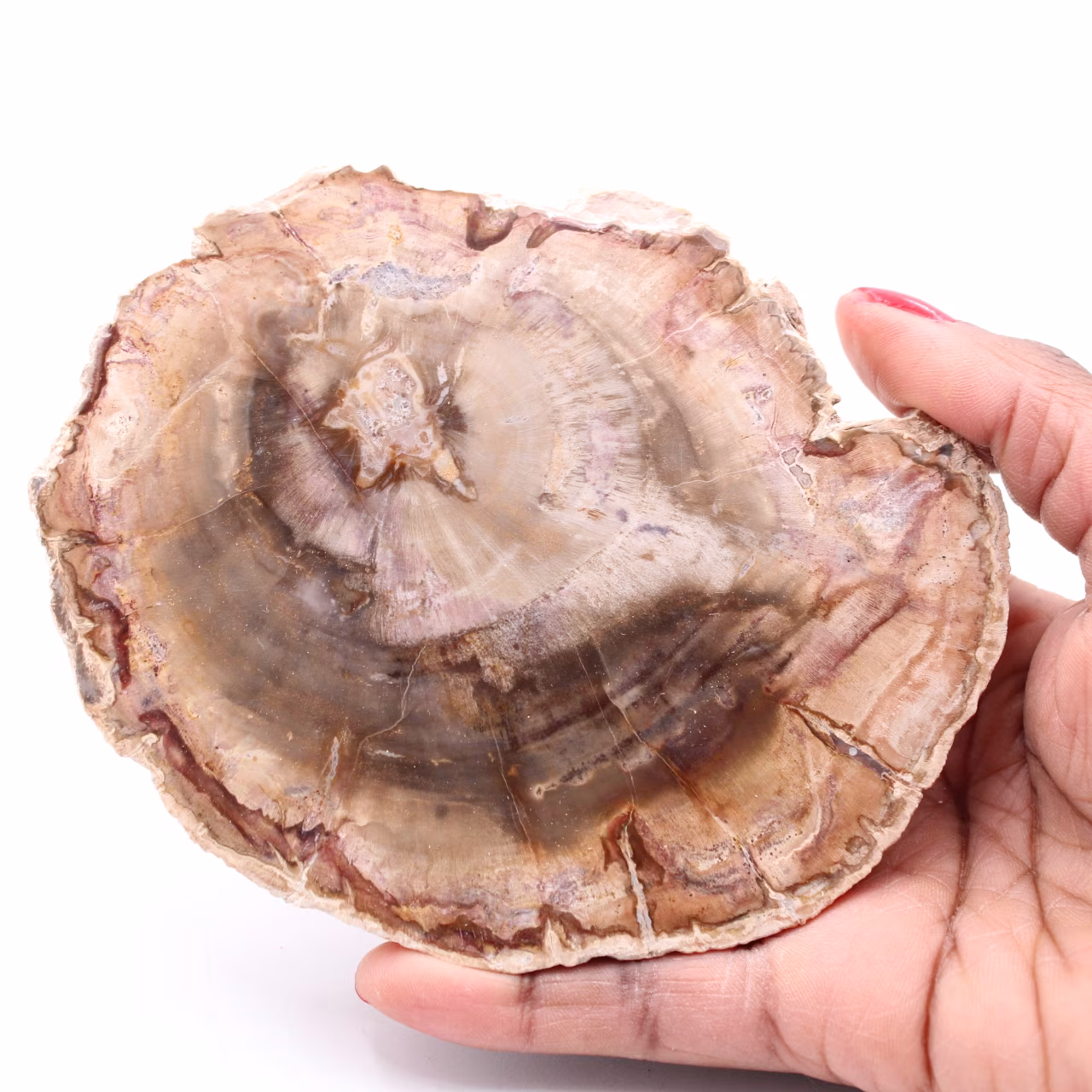 Förstenad fossil träskiva