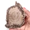 Förstenad fossil träskiva - 0