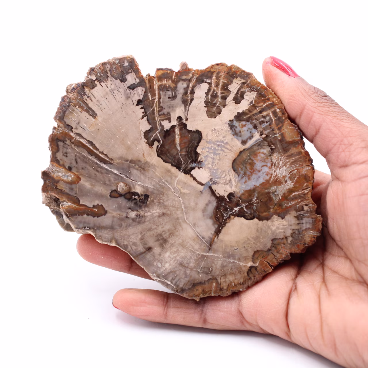 Förstenad fossil träskiva