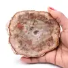 Förstenad fossil träskiva - 0
